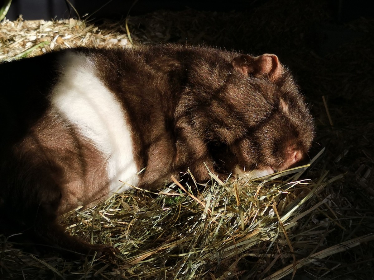 Buffy beim Sonnenbad