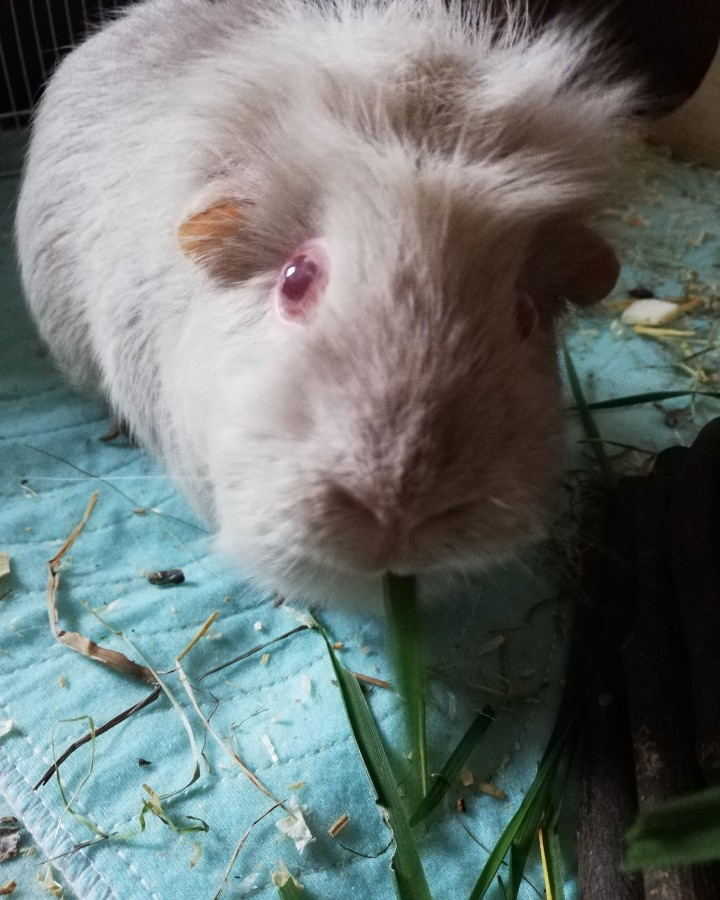 English Crested meerschweinchen