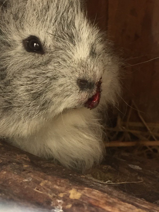 Das ist mein Schweizer Teddy Böckchen welches an der Lippe gebissen wurde