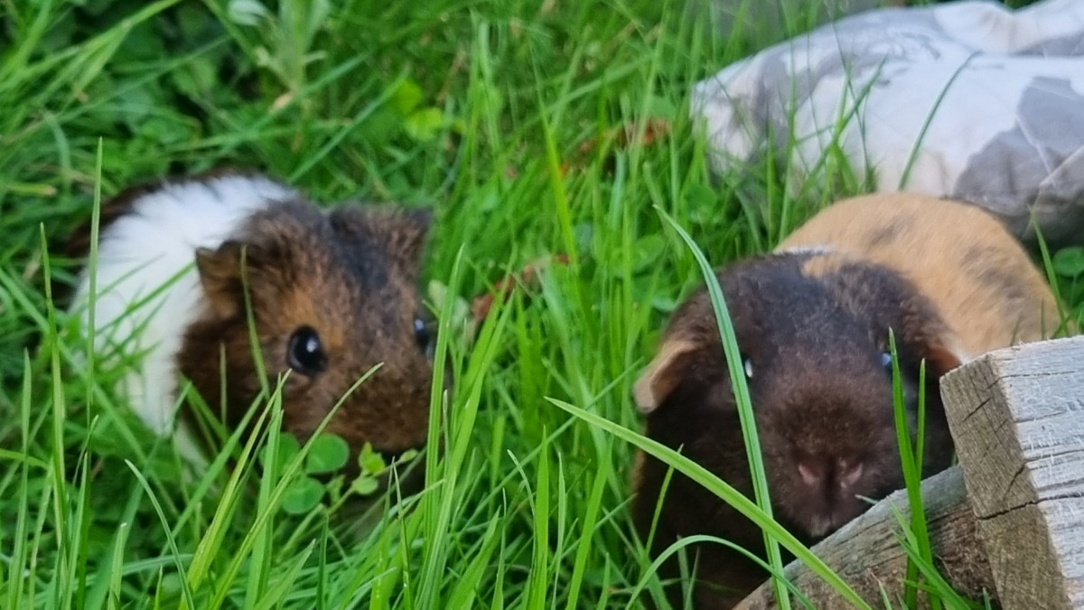 Meerschweinchen waren auf Entdeckungsreise im Garten