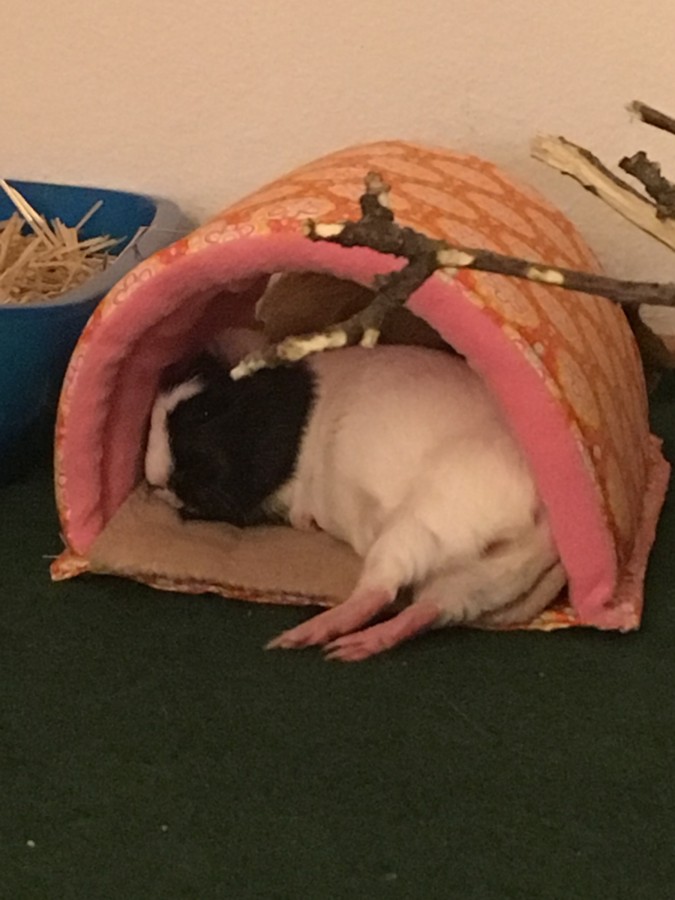 Lilo entspannt sich in unserer Kuschelhöhle