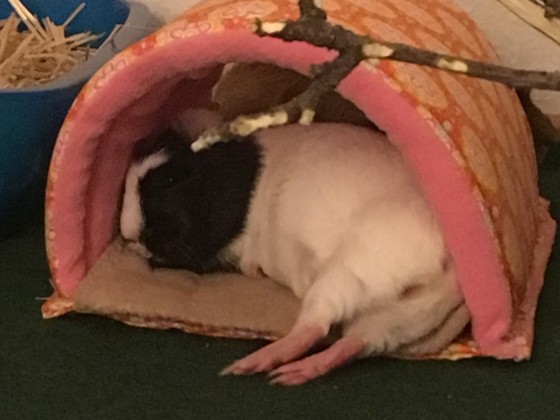 Lilo entspannt sich in unserer Kuschelhöhle