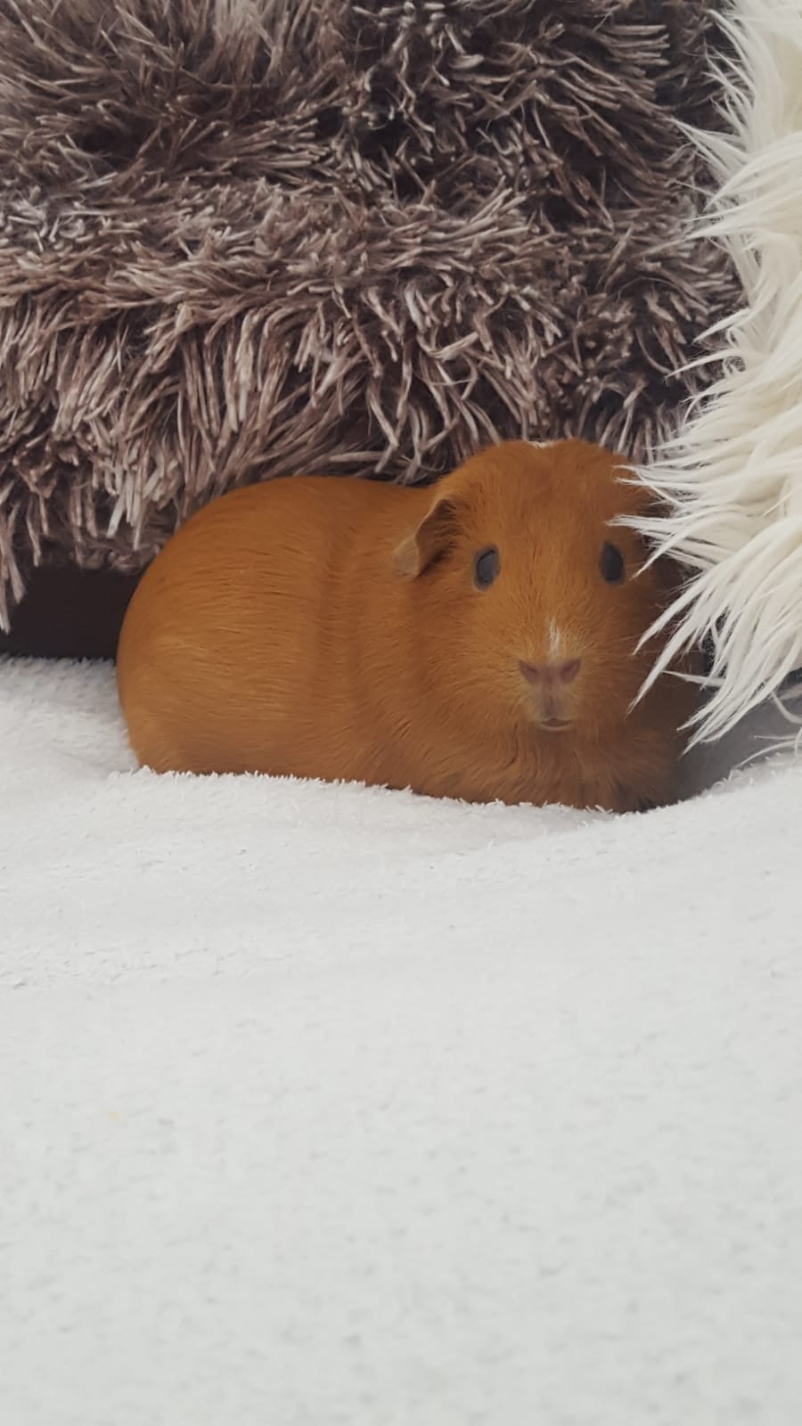 Rosi 🐾🐹 Hauptberuflich Model, nebenberuflich Meerschweinchen!