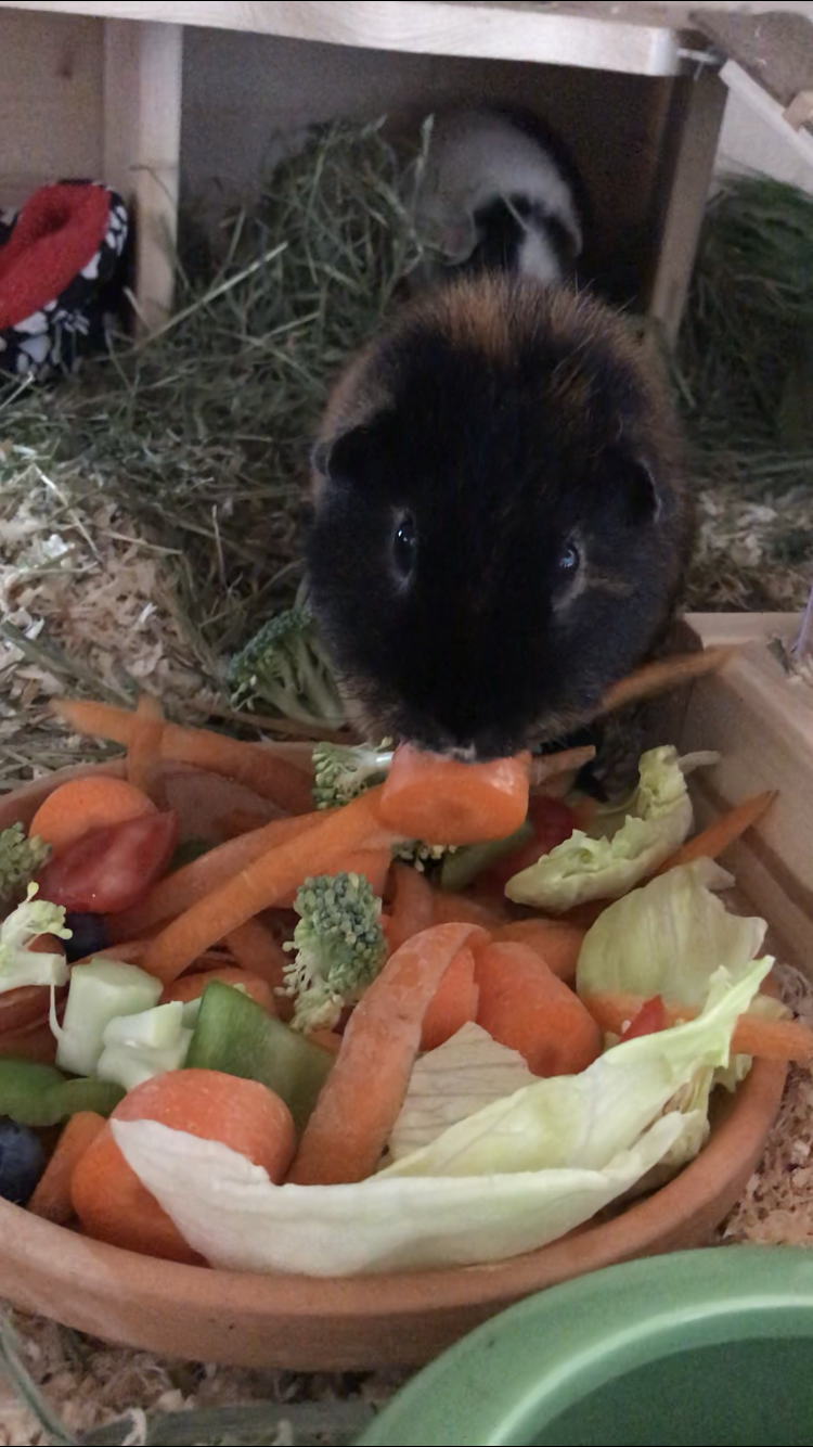 Cookie steht eher auf Karotte